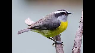 Bananaquit Bird Sound