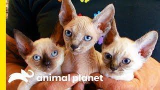 This Cat Breed Looks Like A Kitten For Its Whole Life! | Cats 101