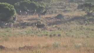 Zebra hunting in SA .308 Winchester 200 meters