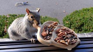 There is a new squirrel thief in town