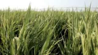 Center Pivot Irrigated Rice Growth Stages - Valley Irrigation