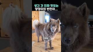 생긴 건 진짜 멋있는 댕댕이의 반전이...ㅋ