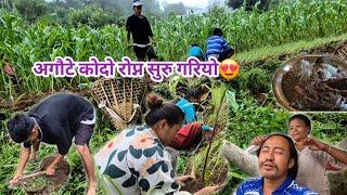 Agoute Kodo Ropna Suru Gariyo।।agricultural life in nepal@nepaliorganicboy-l8n