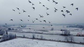 Poland’s racing pigeon breeders aim high | AFP