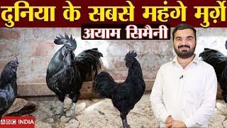 सबसे ज्यादा कमाई वाला मुर्ग़ा | Ayam cemani | #ayamcemani  price in India | world expensive chicken