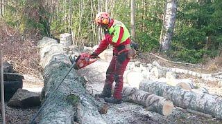 Ison koivun kaato + halonta. Tree climbing with Echo cs 2511 tes. Firewood making Timco Log Splitter