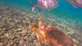 Gopro: UnBelizeable Christmas With The Family | Belize 2015-16