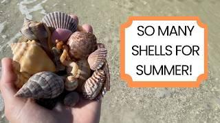 Better than summer shelling! My favorite place to find seashells was so good to me!