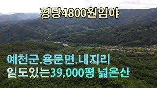 (20711-1드론) 경북 예천군 용문면 내지리 임야 39,500평.1억9천만원