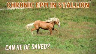 Clinical EPM symptoms In Horse - ADVICE From Leading EPM Expert Dr. Crosby