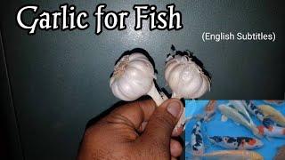 Garlic - Excellent Ingredient for pet fish