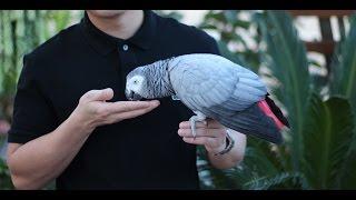 Smokey the Flighted African Grey