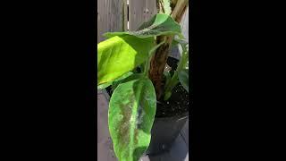 Banana plant Growing so quickly