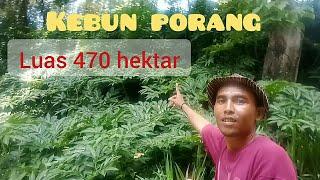 Pesona kebun porang luas 470 hektar