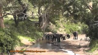 The Serengeti -- on safari with Africa Odyssey in The Serengeti, Tanzania