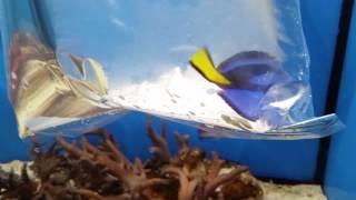 Pet Expo Electrifying fish order 7/15/16