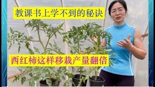 7 Must Know Tips for Transplanting Tomato Plants. 西红柿这样移栽产量翻倍，教课书上学不到的秘诀。#家庭有机种植