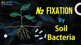 Nitrogen Fixation by Soil Bacteria