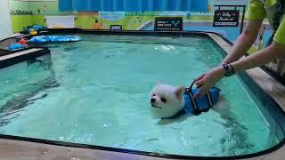 【Pet's Swimming Pool】Cody  #Pomeranian