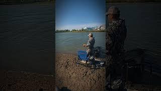 закрытие сезона фидерной рыбалки #fishing #рыбалкаказахстан #bigfish  #kz #сазан #carp #feeder