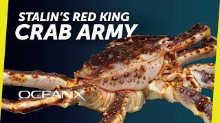 How Stalin Created Norway's King Crab Fishery I Ocean History You Never Knew