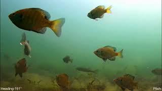 Exploring a weed bed, #walleye #fyp #largemouthbassfishing #bass #bluegillfishing