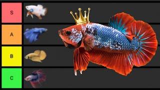 Ranking The BEST Betta Fish