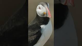 Puffin photography - Isle of Mull  #wildlifevideography #wildlifephotography #puffin #isleofmull