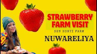 Strawberry Farm in Nuwara Eliya | #travelwithakkachi  #pearlijjajeyarajah  #srilanka