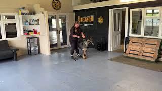 Elite German Shepherd Storm 12 months old personal protection k9