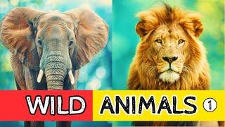 Meet the Wild Animals: Must-Watch for Kids!  (part 1)