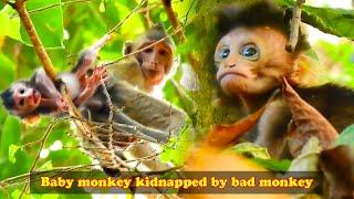 The baby monkey was abandoned by the mother monkey, and was eventually kidnapped by the bad monkey