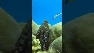 #shortsvideo #shorts #funnyanimals #octopus Reef octopus #marine