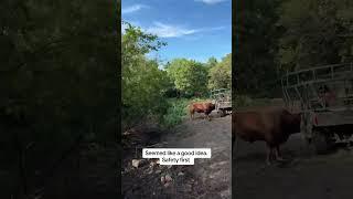 Rufus proof ranger #rufusthebull #cow #bull