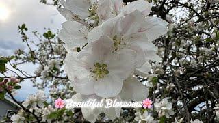 GORGEOUS Apple Blossoms