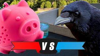 will the crows win another pig challenge?