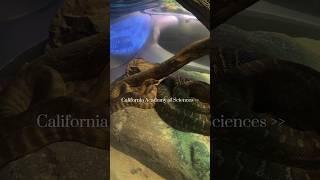 California Academy of Sciences in San Francisco #sanfrancisco #californiatravel #aquarium