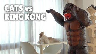 Cats vs King Kong | Kittisaurus