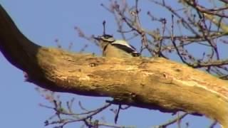 Nichtsperlingsvögel - Buntspecht (Dendrocopus major)  Die häufigste Spechtart. Video von KLAUS TAUX