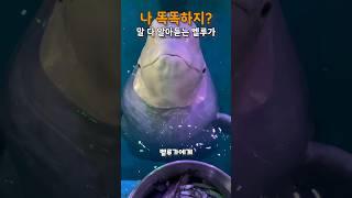 말 다 알아듣는 똑똑한 벨루가