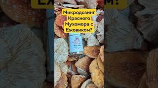 Микродозинг Красного Мухомора с Ежовиком? #микродозинг #мухомор #микродозингмухомора #ежовик