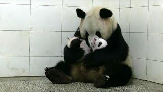 Baby Twin Pandas | Panda Babies | BBC Earth