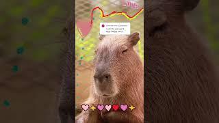 Cute lovely capybara