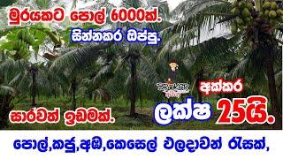 Coconut Land For Sale in sri lanka/Coconut land for sale puththalm/pol idam/Coconut property/pol