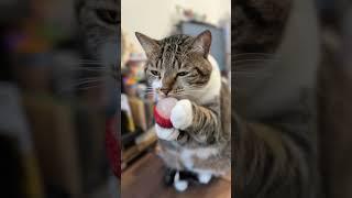 a small fruit knife in its right paw