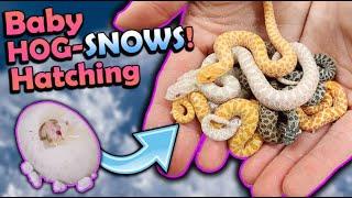 Baby SNOW Hognose Snakes Hatching!!