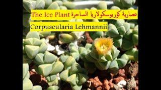 The Ice Plant (Corpuscularia Lehmannii) عصارية كوربوسكولاريا