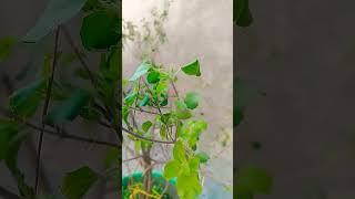 Tulsi plant tips #veryusefull tips#jaytulsimata#subscribe and like #youtubeshorts