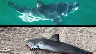 Great White Sharks Keep Getting Killed on California Beaches: WHY? August 2024 Monthly Wrap-Up