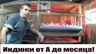 Индюки от Яйца до месяца!  САМЫЙ ВАЖНЫЙ период в разведение индюков!